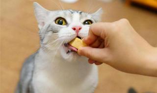 猫不能吃哪几种食物 猫咪不能吃什么